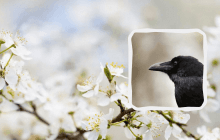 Какой праздник 14 апреля: что нельзя делать, приметы, памятные события в истории