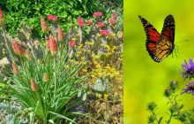 Дуже складна оптична ілюзія: треба знайти метелика у квітковому саду за 9 секунд