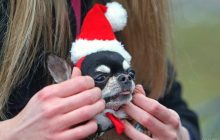 Яка порода собак дуже нахабна: експерт назвала претендента на лідерство в родині