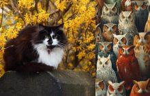 Надо найти коварного кота среди сов за 6 секунд: фантастическая головоломка