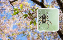 Яке свято 17 квітня: що можна і не можна робити, прикмети, пам'ятні події в історії