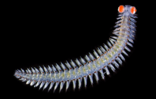 Морський черв'як з очима у 20 разів більшими за його голову збентежив учених