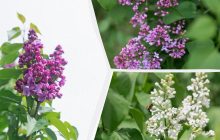 У Києві розквітає бузок: список локацій, де можна зробити селфі (фоторепортаж)