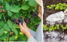 Крупные ягоды и большой урожай: 5 домашних подкормок для ежевики