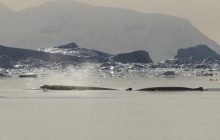 О чем говорят киты: ученые записали звуки редких животных (фото)