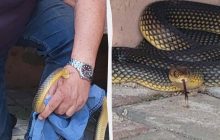 В Одессе редкая змея покусала директора зоопарка: как на улице ловили великана (фото)