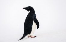 Украинские полярники во всемирный день пингвинов показали уникальные фото