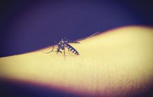 Населення Землі може бути під загрозою через хвороби, які передаються комарами, - вчені
