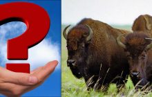 Все видят зубров, а надо найти бабочку за 8 секунд: очень сложная головоломка