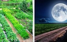 Місячний посівний календар на травень 2024: що і коли посадити на городі