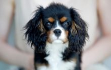 Чому маленькі собаки так багато гавкають: ветеринар назвав 6 головних причин