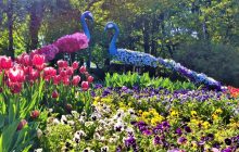Чем удивляет в этом году выставка тюльпанов на "Певческом поле" (фоторепортаж)