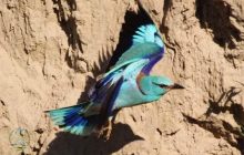 Преодолели 6 тысяч километров: в заповедник в Одесской области прилетели редкие тропические птицы