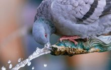 Первый в мире "мессенджер": биолог рассказал о трех исторических полетах почтовых голубей