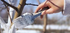 Що додають у вапно для дерев восени, щоб його не змивав дощ
