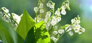 6 багаторічних рослин, які не варто висаджувати у своєму саду