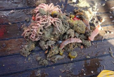 Как отпечатки пальцев: на ледоколе Ноосфера стартовало важное международное исследование