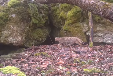 В Украине в фотоловушку попал редкий хищник (видео)