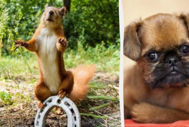 Треба знайти хитрого пса за 8 секунд на літній головоломці з білкою-акробатом