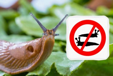 Один продукт из холодильника прогонит слизней и мух: лайфхак от садовода