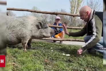 Відео, яке розчулило Україну: захисник зустрівся зі своєю домашньою свинкою після довгої розлуки