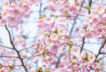 У Києві розквітли сакури та магнолії (фоторепортаж)