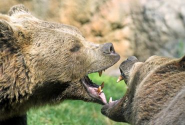 Ухилянтам на замітку: на румунському кордоні патрулюють великі ведмеді