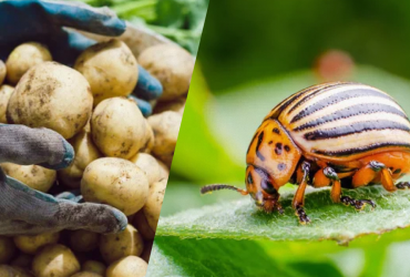 Ні колорадського жука, ні хвороб: чим обробити картоплю перед посадкою