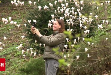 Перші квіти магнолій почали розпускатися у столиці