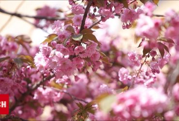 Закарпаття у рожевому цвіті: в регіоні зацвіли сакури