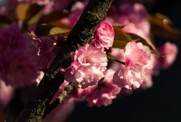 На Закарпатье распустились сакуры: пик цветения ожидается на этих выходных (видео)