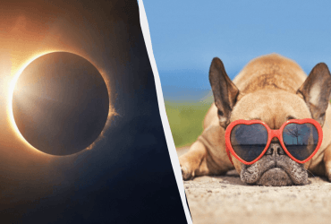 Експерти розповіли, як сонячне затемнення впливає на домашніх тварин
