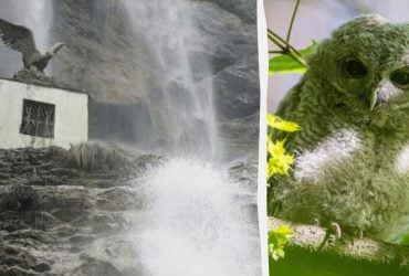 Оптична ілюзія з підступом: треба за 10 секунд знайти сову над водоспадом