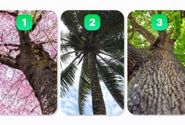 Мечтатель или реалист: тест по дереву расскажет о вашем характере