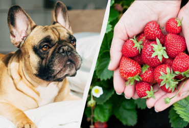Ветеринары объяснили, можно ли давать собаке клубнику