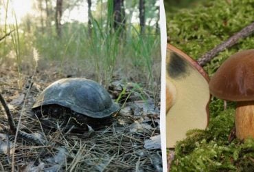 Швидкий тест для перевірки IQ: слід знайти гриб у лісі за 5 секунд