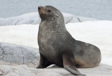 Полярники показали необычного морского котика в старинной лодке (видео)