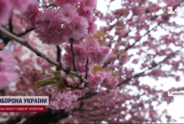 Ужгород - в розовом цвете: на Закрпатье расцвели сакуры