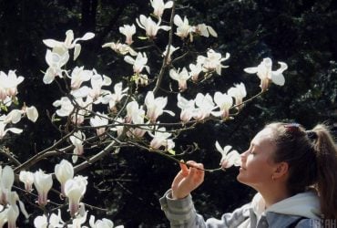 У Києві розквітли магнолії (фоторепортаж)