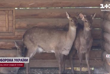 Водія, який перевозив дев'ятеро оленів в бусику, арештували: яка доля чекає тварин