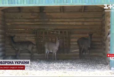 "Подорож" в бусику пережили не всі: у Києві виявили авто з десятком диких оленів - яка доля тварин
