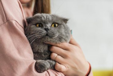 Почему кот не дает спать ночью: какие причины и что с этим можно сделать