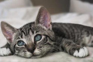 Любят ли коты, когда их целуют: на что нужно обратить внимание