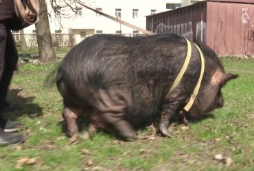 В Киеве в квартире живет 100-килограммовая свинья