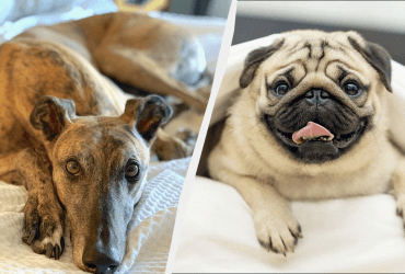 Эксперты назвали 10 самых ласковых собачьих пород, которые обожают ласку