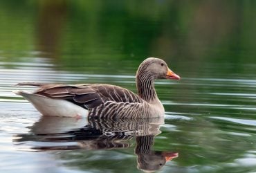 Никаких дождей и гроз: суббота порадует украинцев отличной погодой (карта)