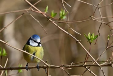 Синоптик назвала точную дату, когда в Украину вернется весеннее тепло