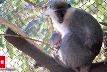 В Одесском зоопарке все восхищаются детенышем зеленой обезьяны