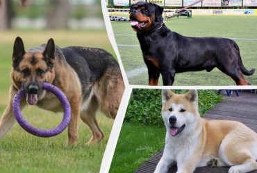 9 самых сильных пород собак, которые защитят вашу семью