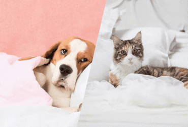 Лікарі назвали 5 ситуацій, коли потрібно заборонити тварині спати з вами